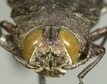 Media type: image;   Entomology 2688 Aspect: head frontal view
